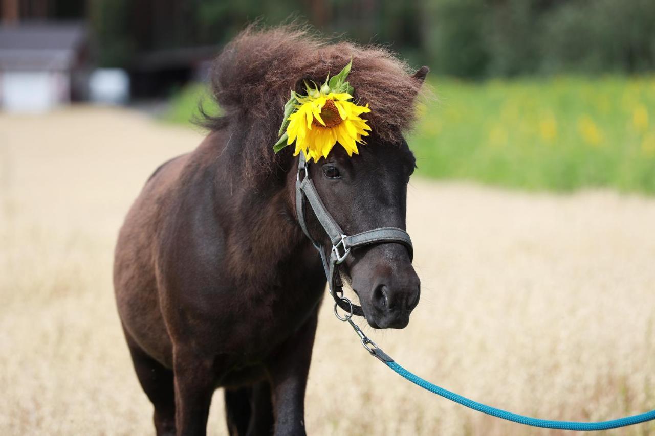 Maatilamatkailu Ilomaeki Seinäjoki エクステリア 写真