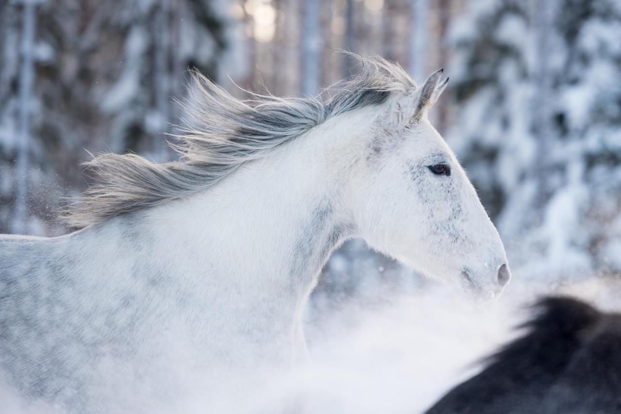 Maatilamatkailu Ilomaeki Seinäjoki エクステリア 写真