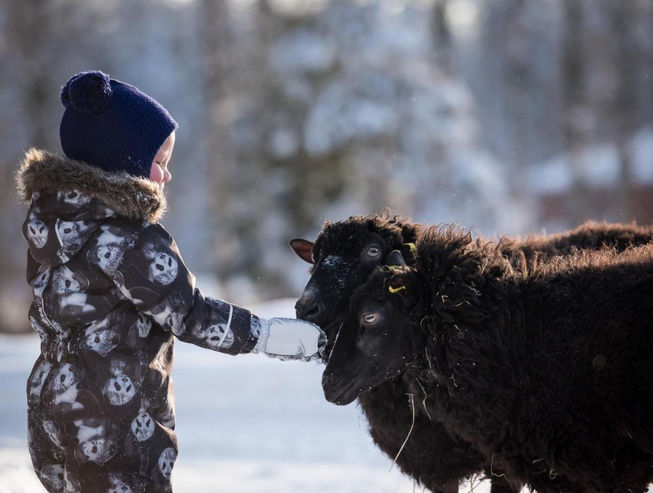 Maatilamatkailu Ilomaeki Seinäjoki エクステリア 写真